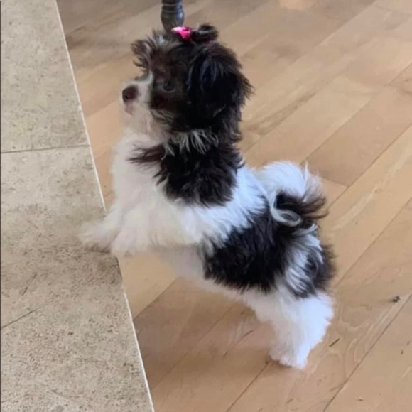 Cindy Lou Who Posh Ambassador. - Picture 10 of 16